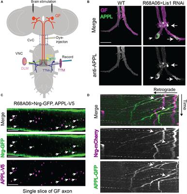 A Role for Drosophila Amyloid Precursor Protein in Retrograde Trafficking of L1-Type Cell Adhesion Molecule Neuroglian